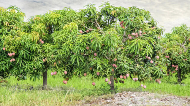 Mango-farm.jpg